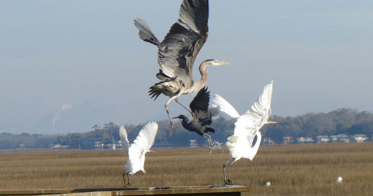 Reader photos: Marsh Birds