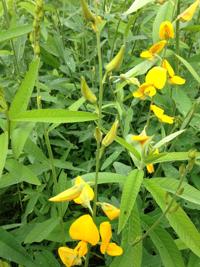Gardening: Slice of paradise | Columnists