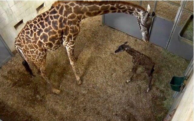 A little late, but healthy, the baby giraffe at the Greenville Zoo is born as thousands watch online |  Greenville News