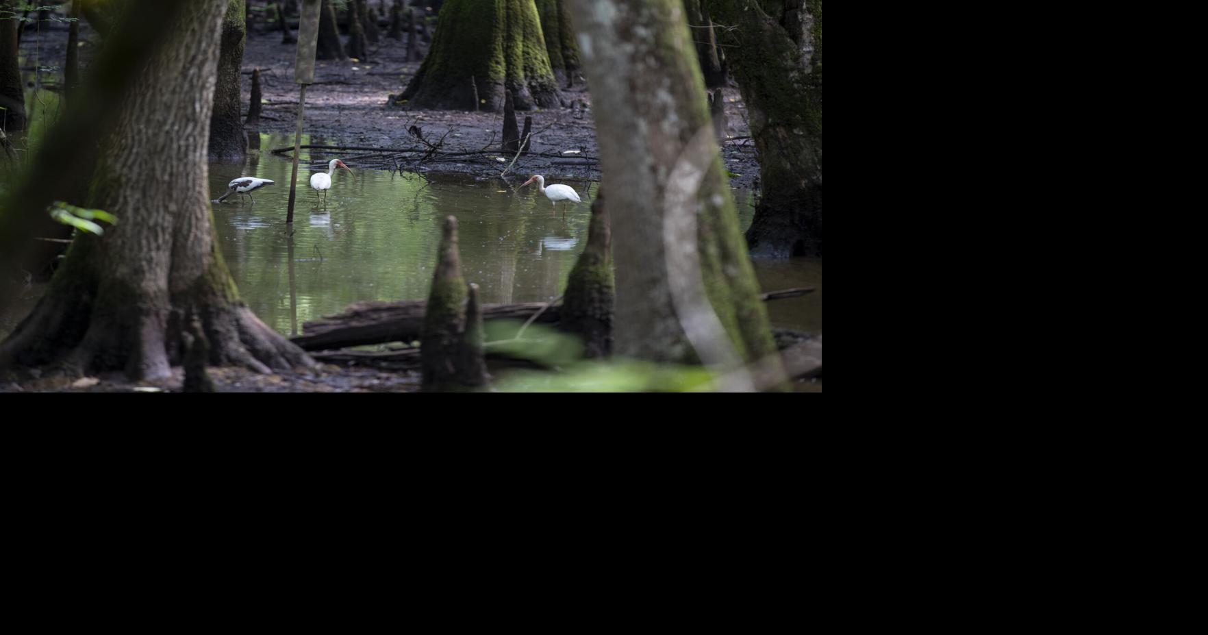 Rising Waters coverage took us to lightning bugs, power lines and a forest
