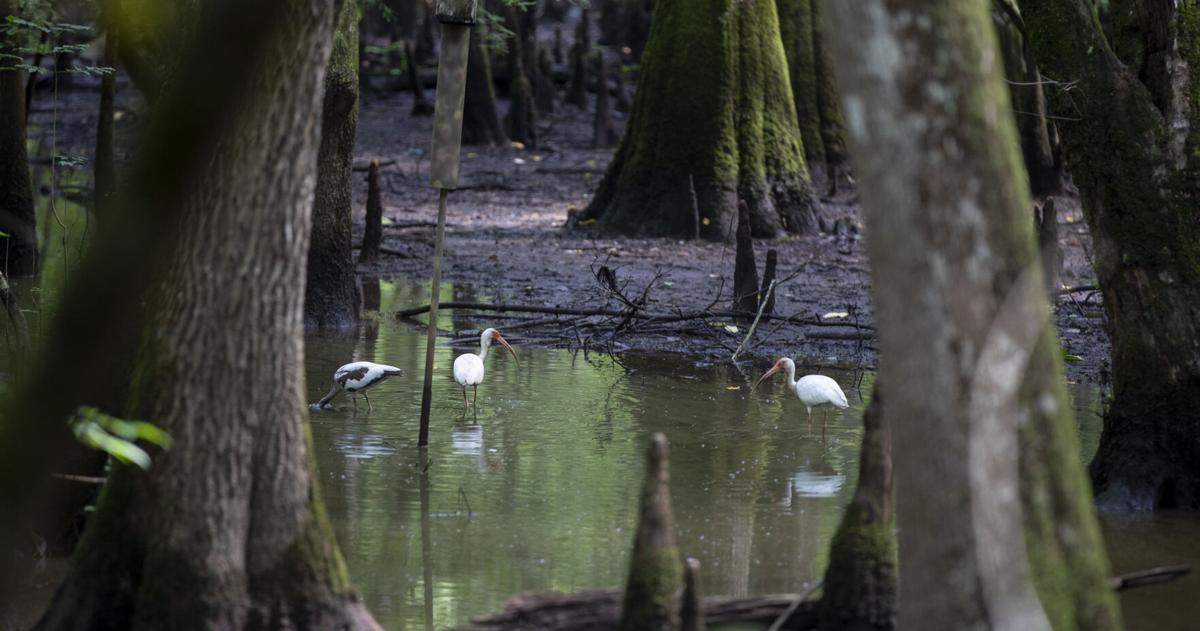Rising Waters coverage took us to lightning bugs, power lines and a forest