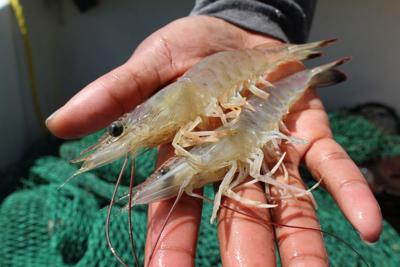 Plenty of shrimp, fewer and fewer baiters Shrimp baiting season opens  Friday, News