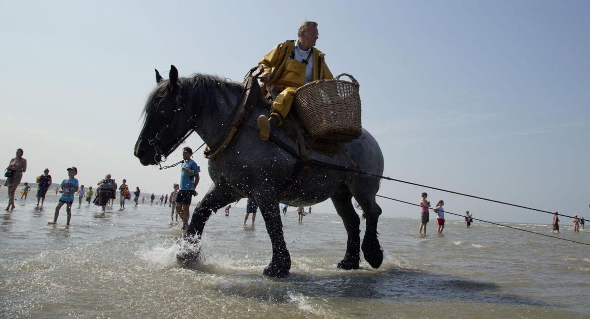 Shrimping on horseback