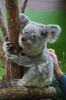Riverbanks Zoo mourn loss of beloved koala Charlotte