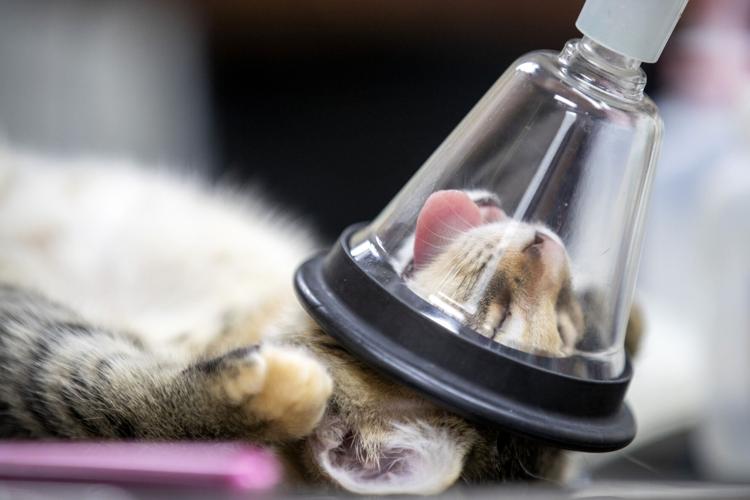 Photos Charleston Animal Society cares for Lowcountry pets Photos