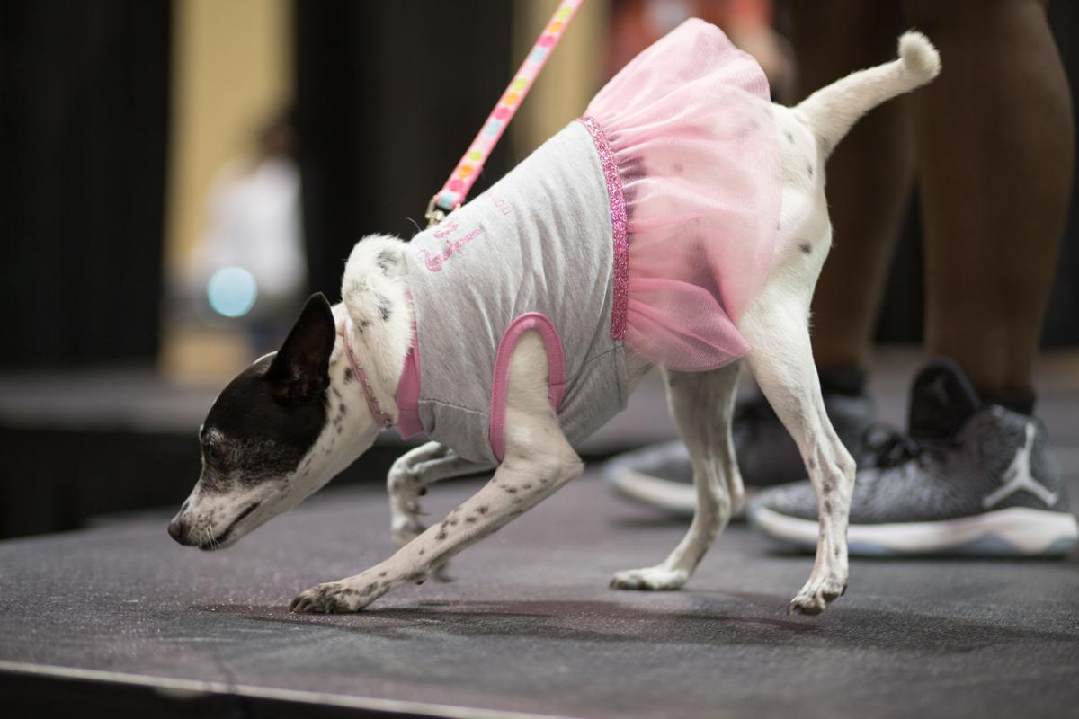 Pet Expo-October 14, 2017-594