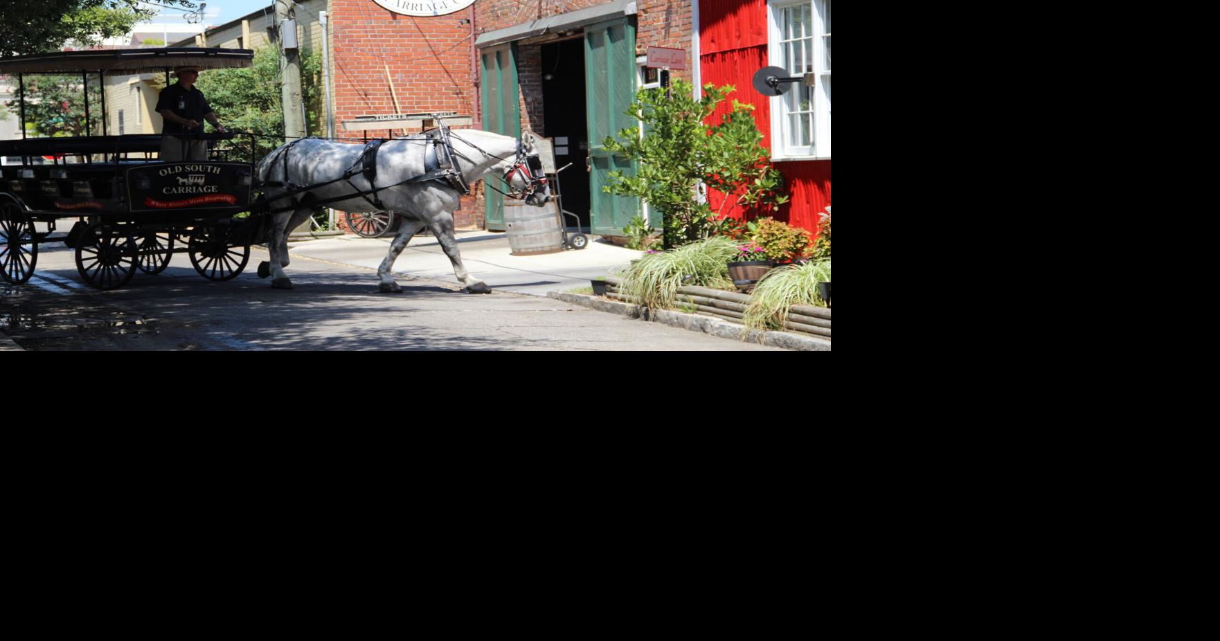Horse carriage operator, passenger injured during ‘extremely rare' tour incident in Charleston
