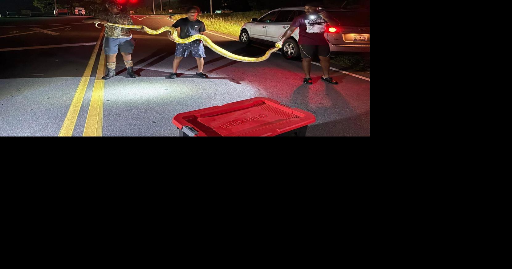 Huge albino python caught by local man in Newberry County