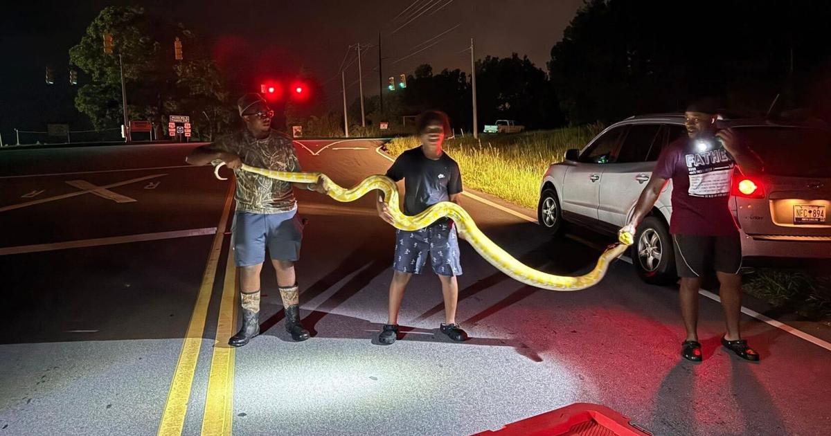 Huge albino python caught by local man in Newberry County