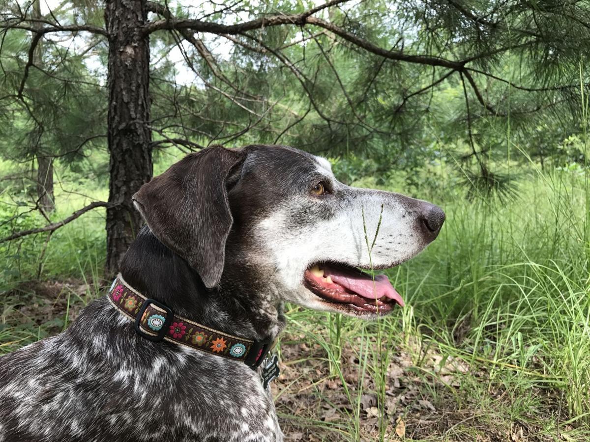 Pet Talk The Dog On Cnn Finds Forever Home Features Postandcourier Com