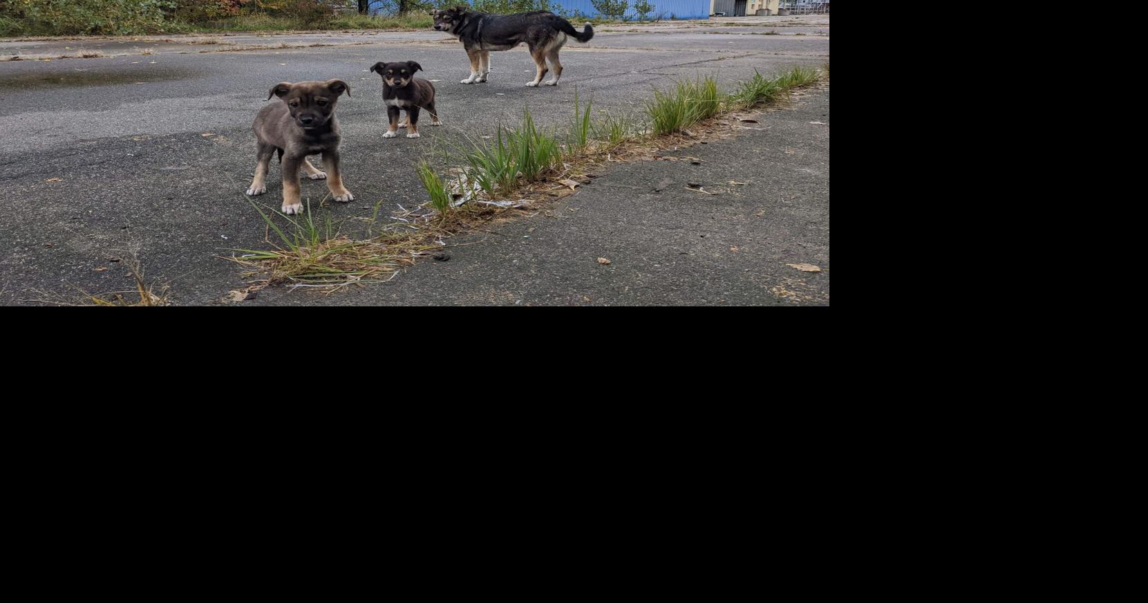 Through wars and pandemics, USC researcher's study of the dogs of Chernobyl continues 40 years after disaster