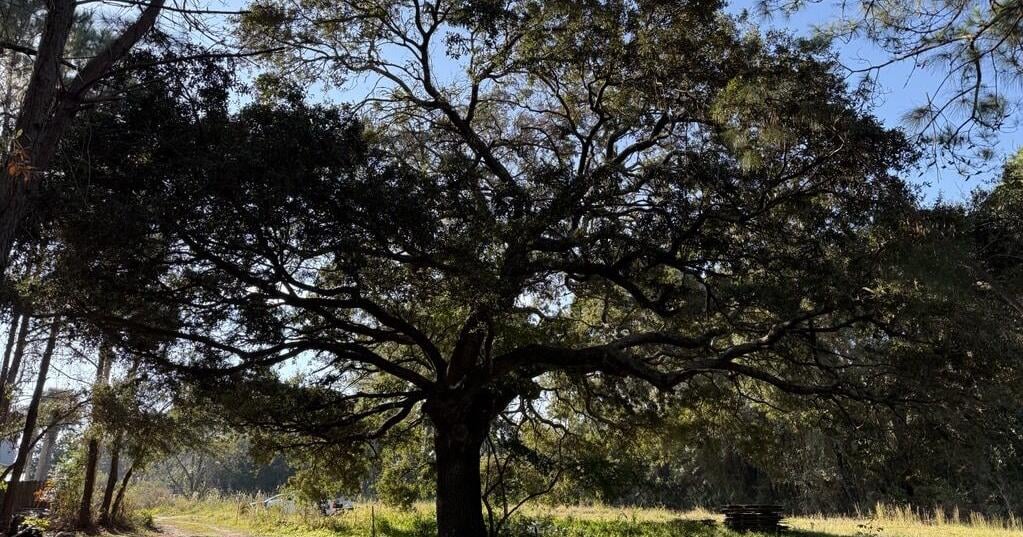 Applicant withdraws request to remove 200-year-old James Island tree after six months in limbo