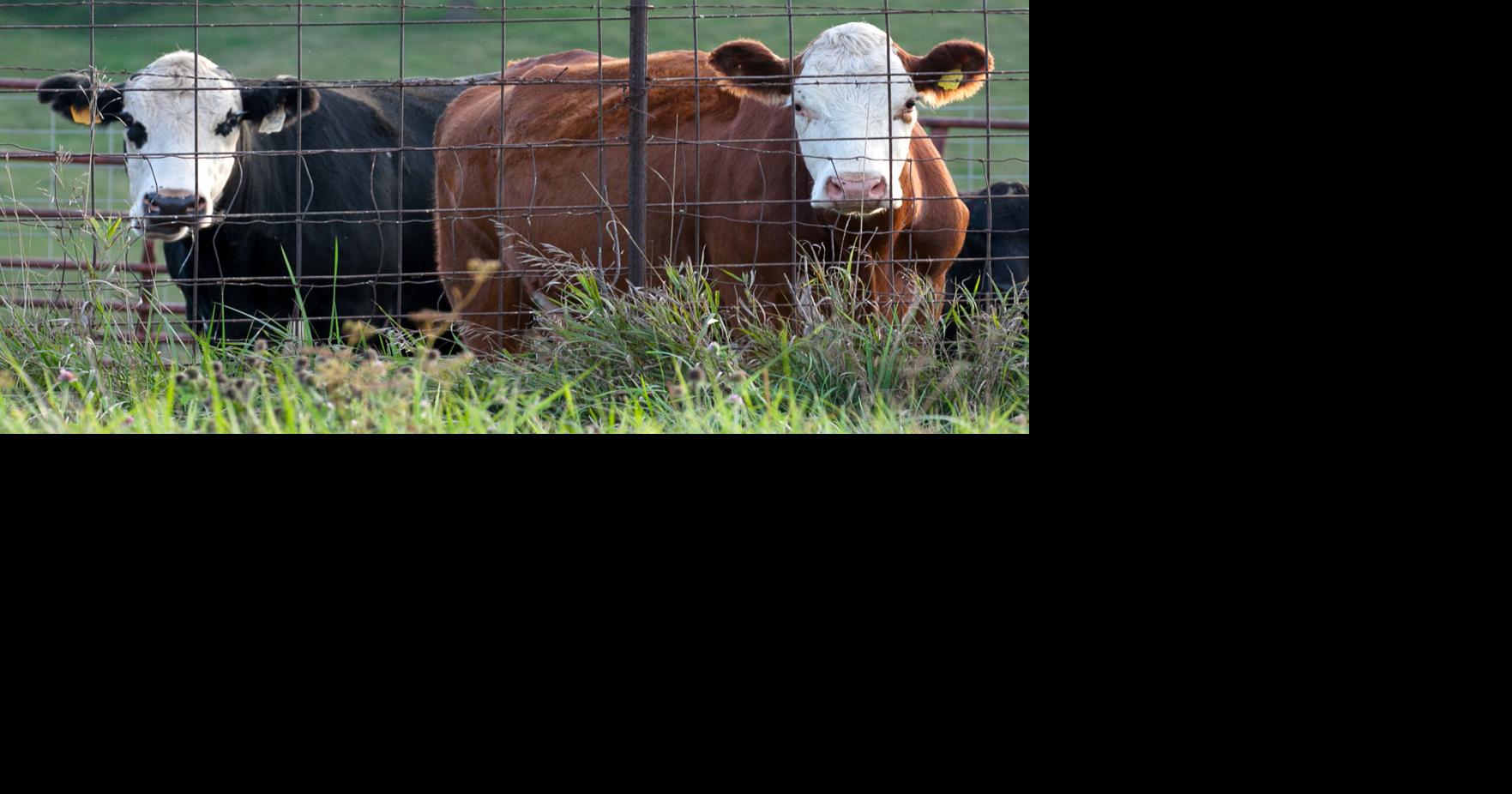 Williamsburg Packing and Hemingway Locker Plant awarded as part of 3.4 Million in matching