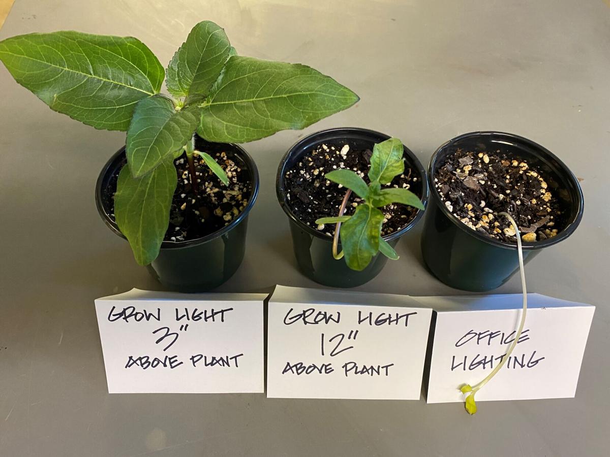 what affects plant growth