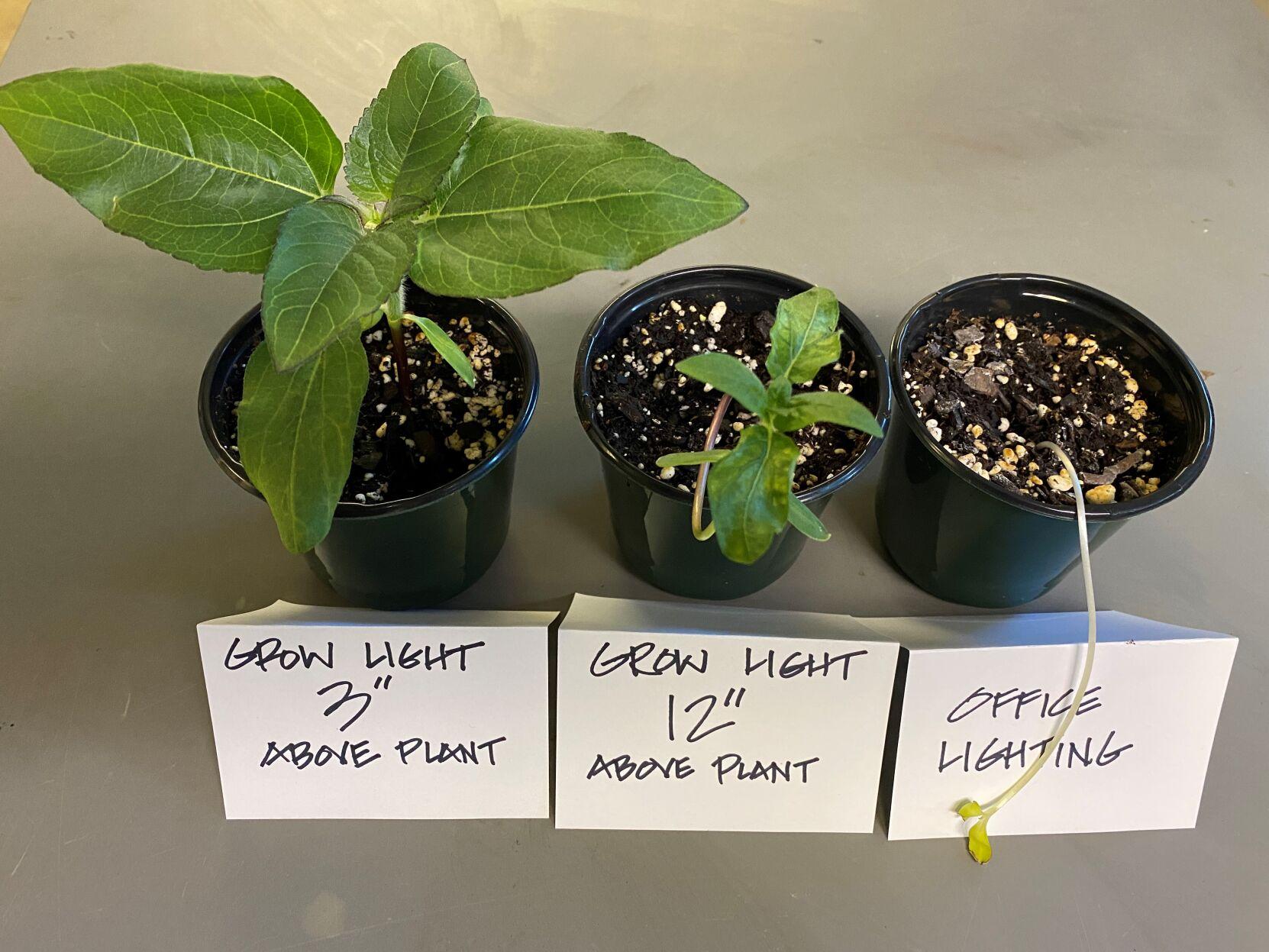 Gardening column How light intensity affects plant growth Columnists