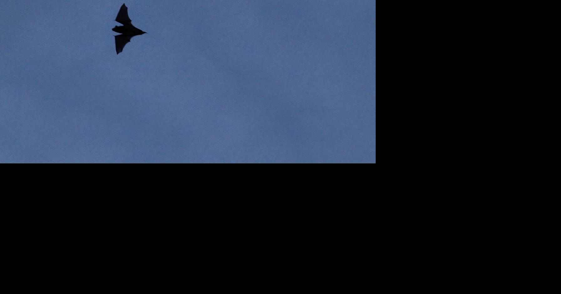 It’s bat season in the Lowcountry. Here's what makes these flying mammals so remarkable.