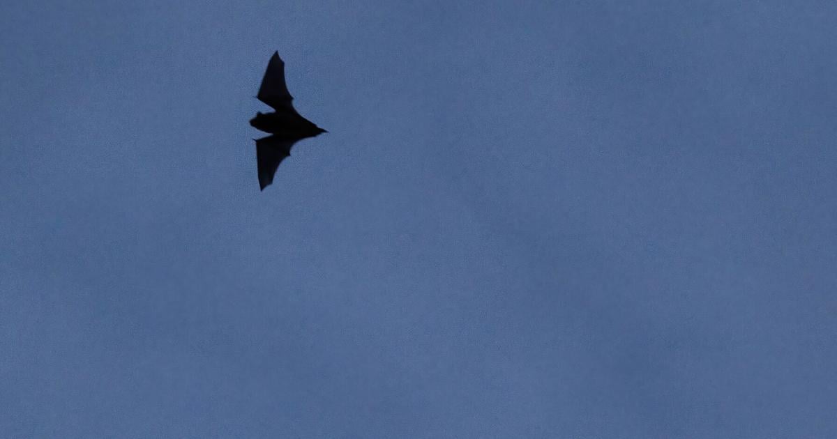 It’s bat season in the Lowcountry. Here's what makes these flying mammals ...