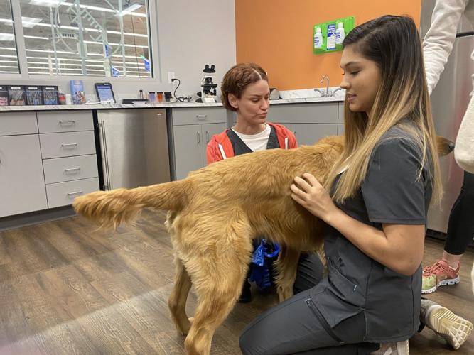 VetIQ Petcare Wellness Center comes to Mount Pleasant Walmart