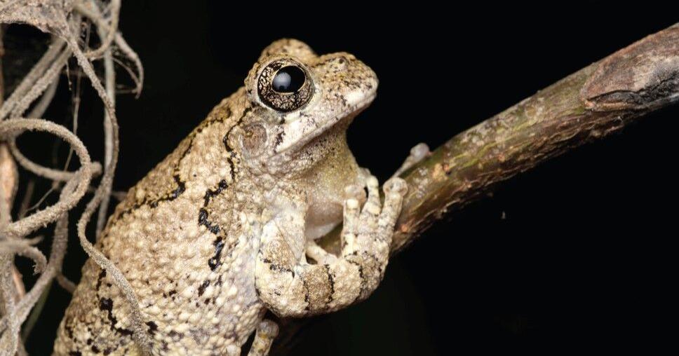 Evening Post Books has releases book about the Fauna of the f Black River Cypress Preserve - Vimarsana News