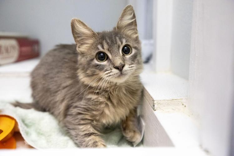 Photos Volunteers care for feral cat colonies as part of "No Kill