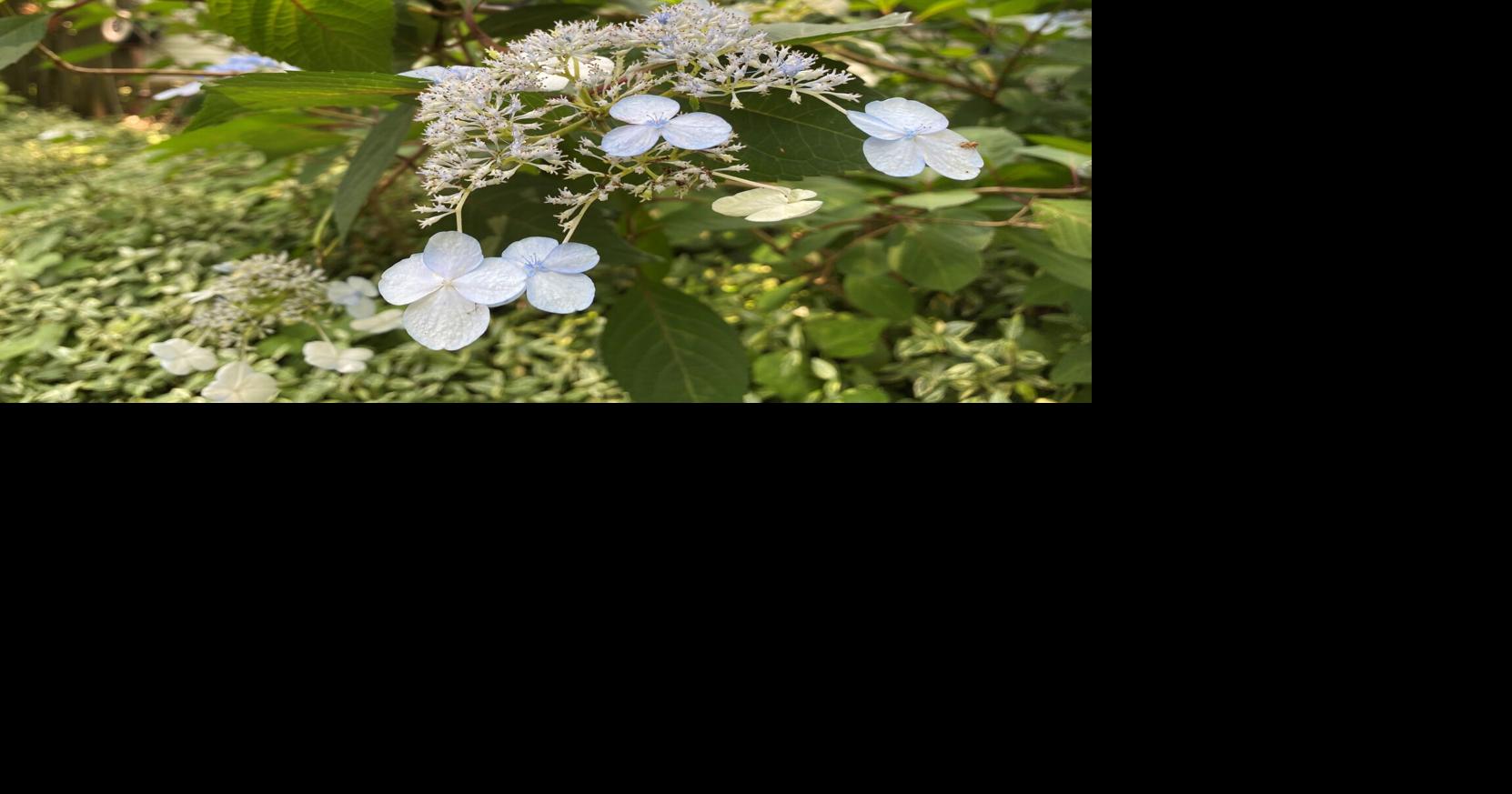 Gardening column: Hydrangeas fit for Charleston's climate