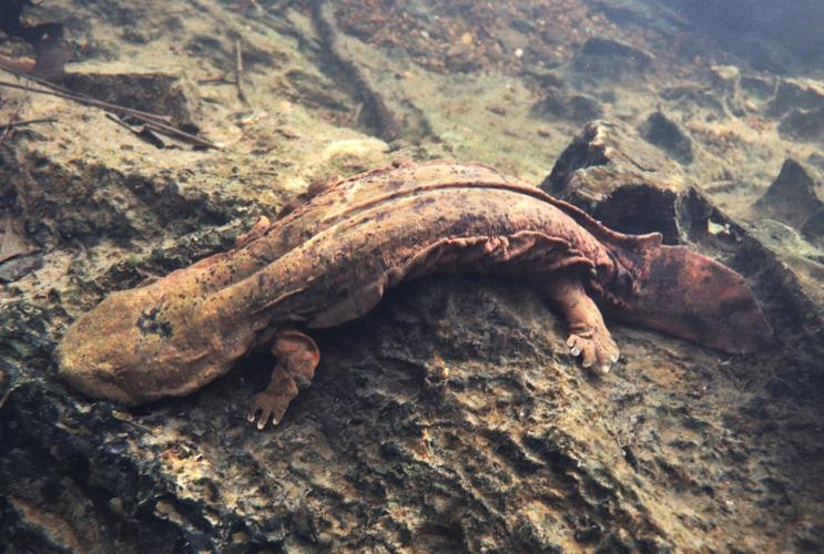 ECOVIEWS: Hellbenders are signs of health trout streams