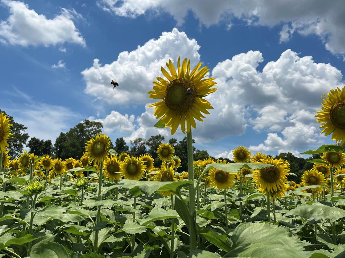 Greenbelts getting a smaller slice of Charleston County tax