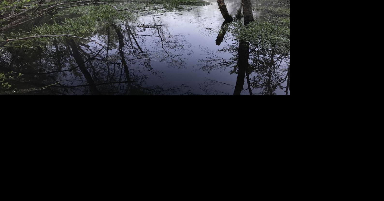 ECOVIEWS: Make your 2025 resolutions to protect the environment | Features