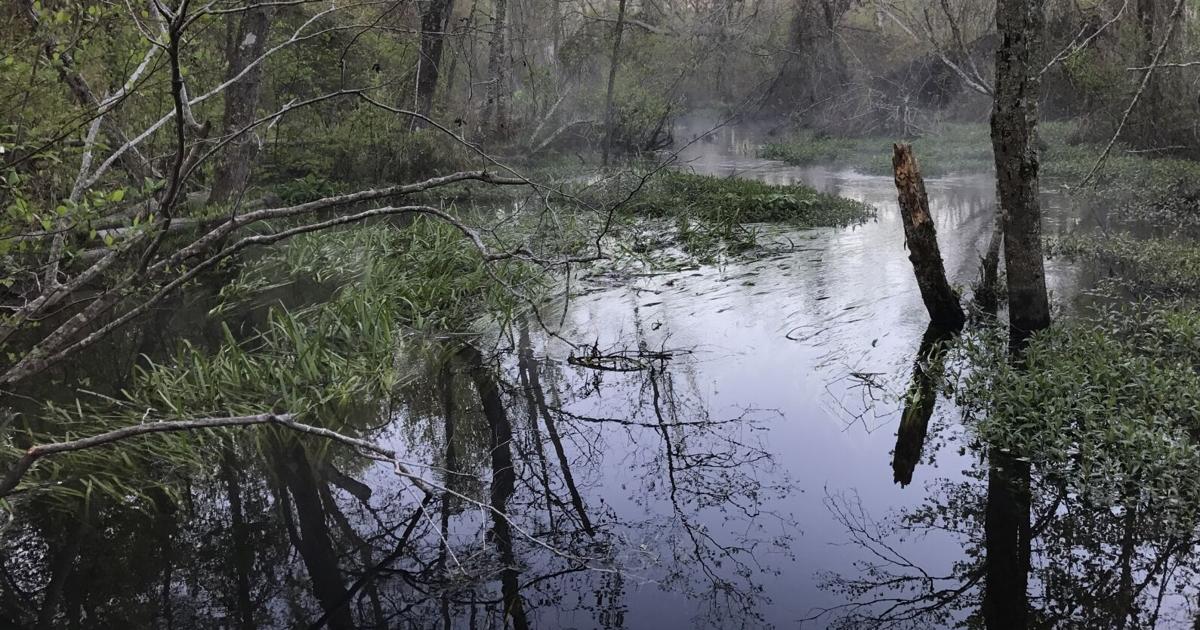 ECOVIEWS: Make your 2025 resolutions to protect the environment | Features ECOVIEWS: Make your 2025 resolutions to protect the environment | Features