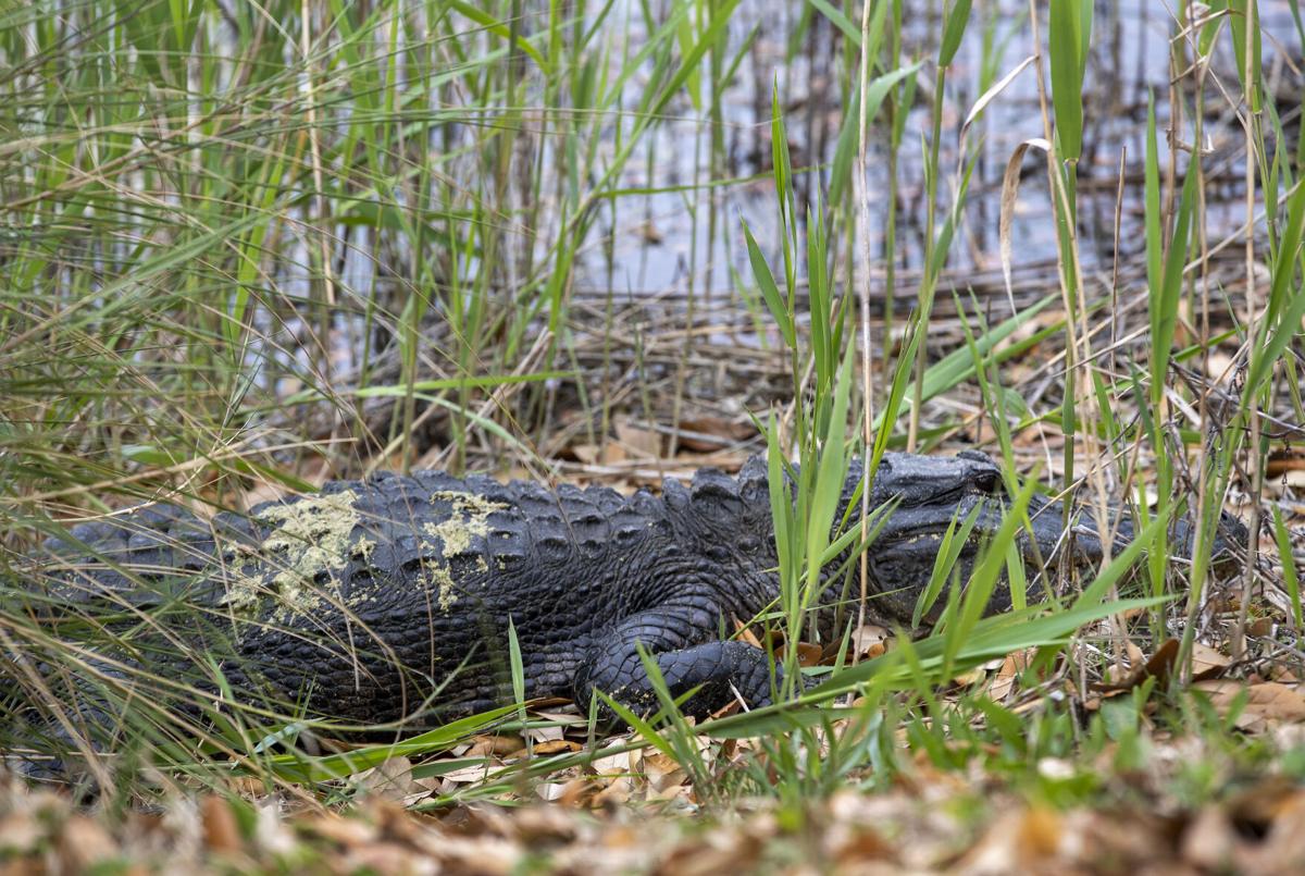 Alligator.jpg