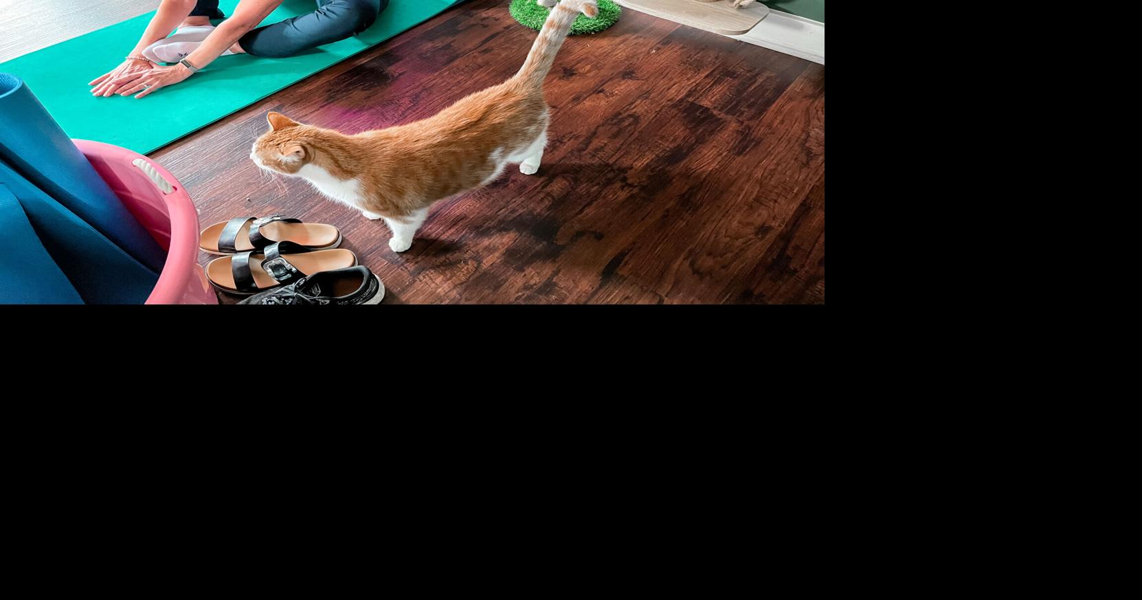 Just purr-fect: Mews and Brews helps felines find forever homes