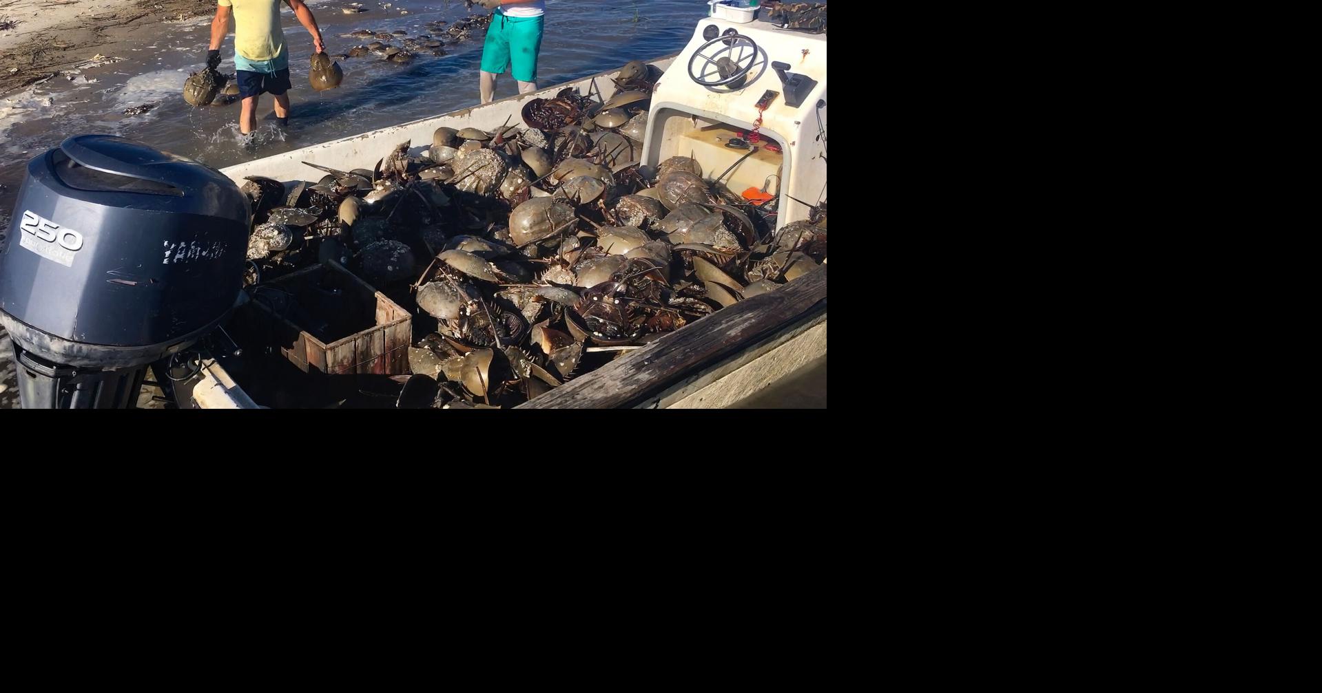 Horseshoe crabs get protection in SC after harvesters conservation