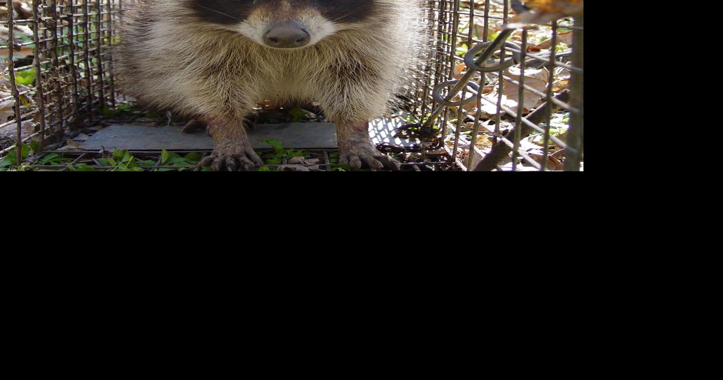 One raccoon has been confirmed rabid in Aiken County
