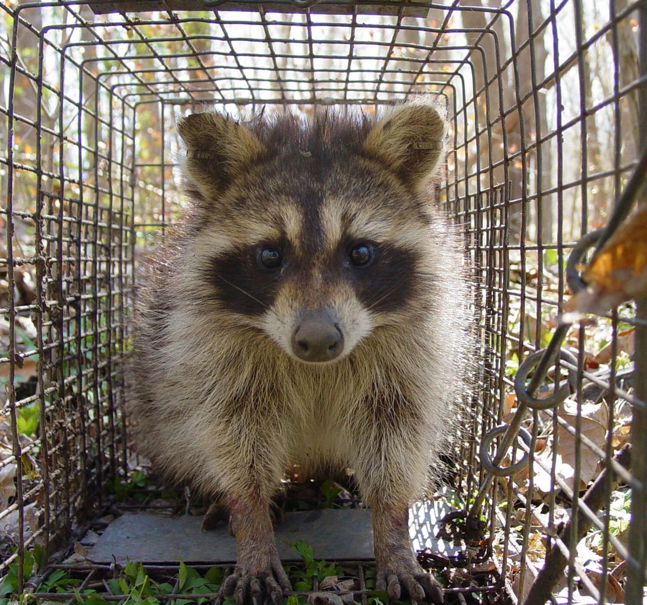 One raccoon has been confirmed rabid in Aiken County