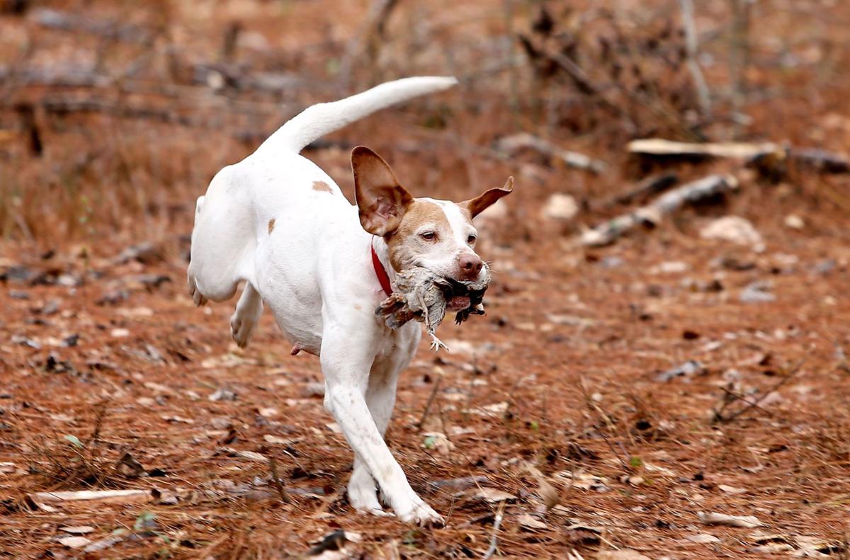 Bird Hunting