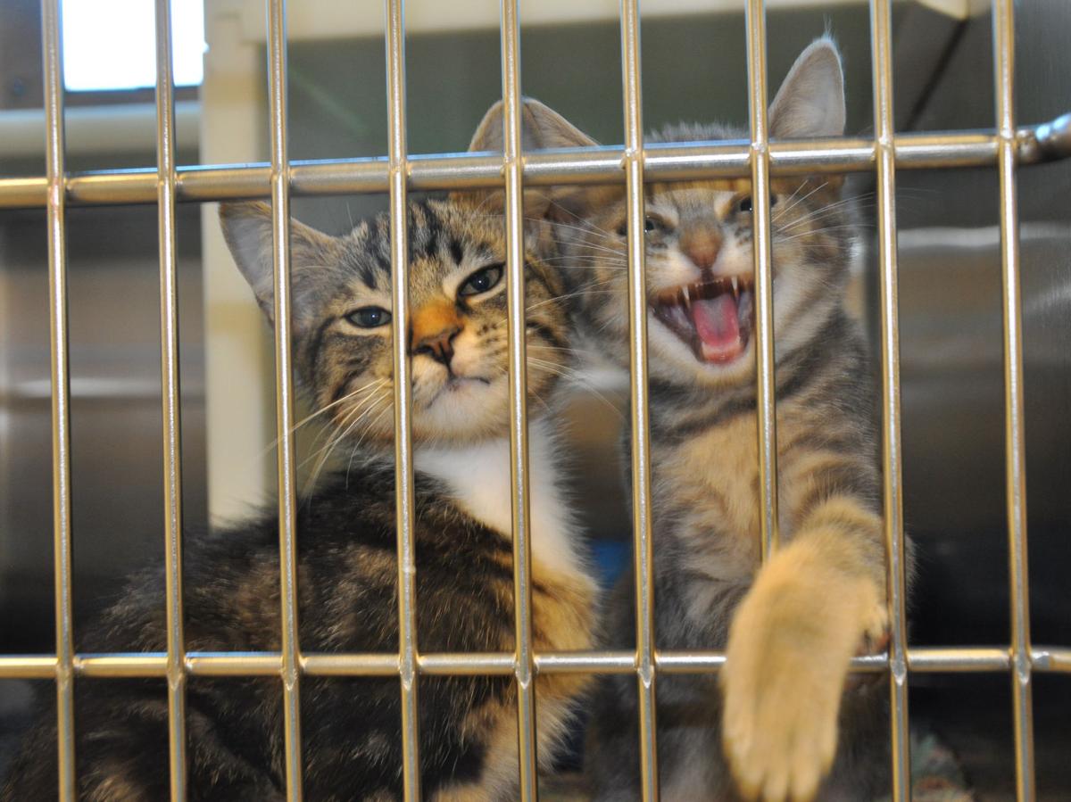 SPCA reaches cat, kitten adoption goal, but still needs more homes for