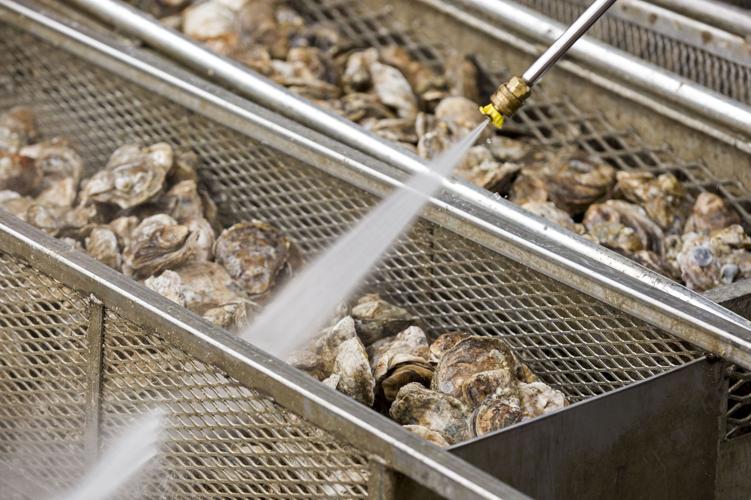 Lowcountry Oyster Festival at Boone Hall Charleston Scene