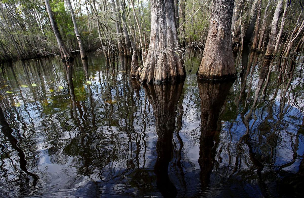 Oxbow Island added to Black River Preserve Archives