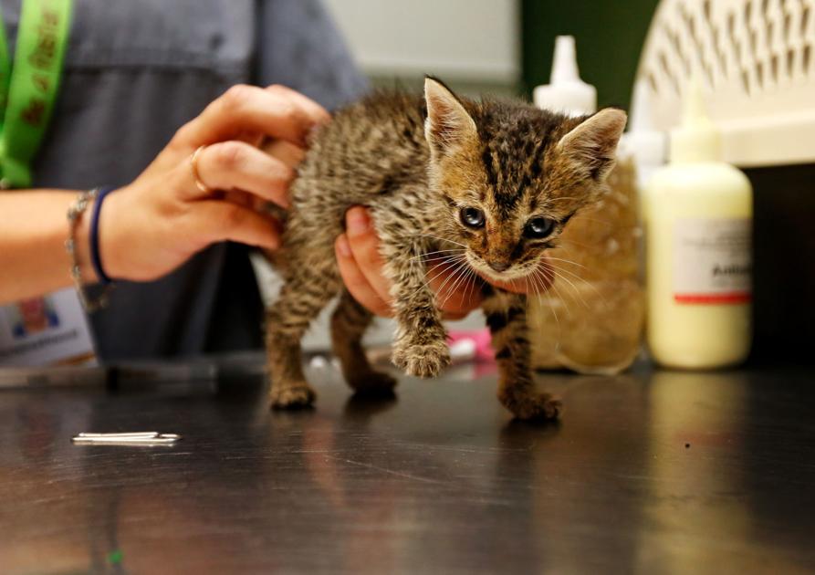 Petco Foundation donates 400,000 to Charleston Animal Society's No