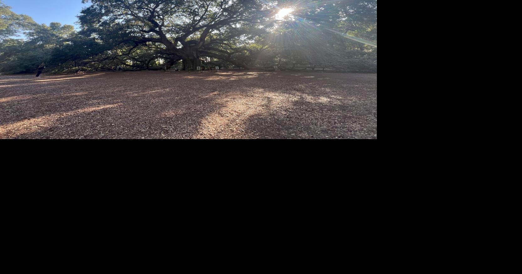 Plans help preserve iconic Angel Oak Tree | Family News & Tips ...