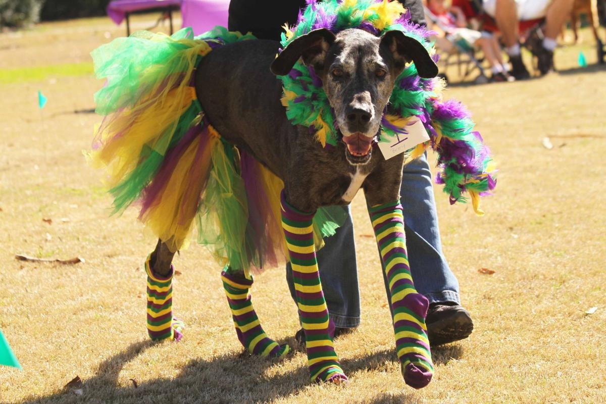 Mardi Gras Pawrade