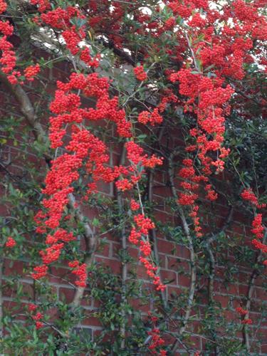 Seeing green in yard all year long Evergreen shrubs add color ...