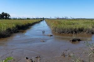 20231009 - Savannah River NWR marsh.jpg (Copy)