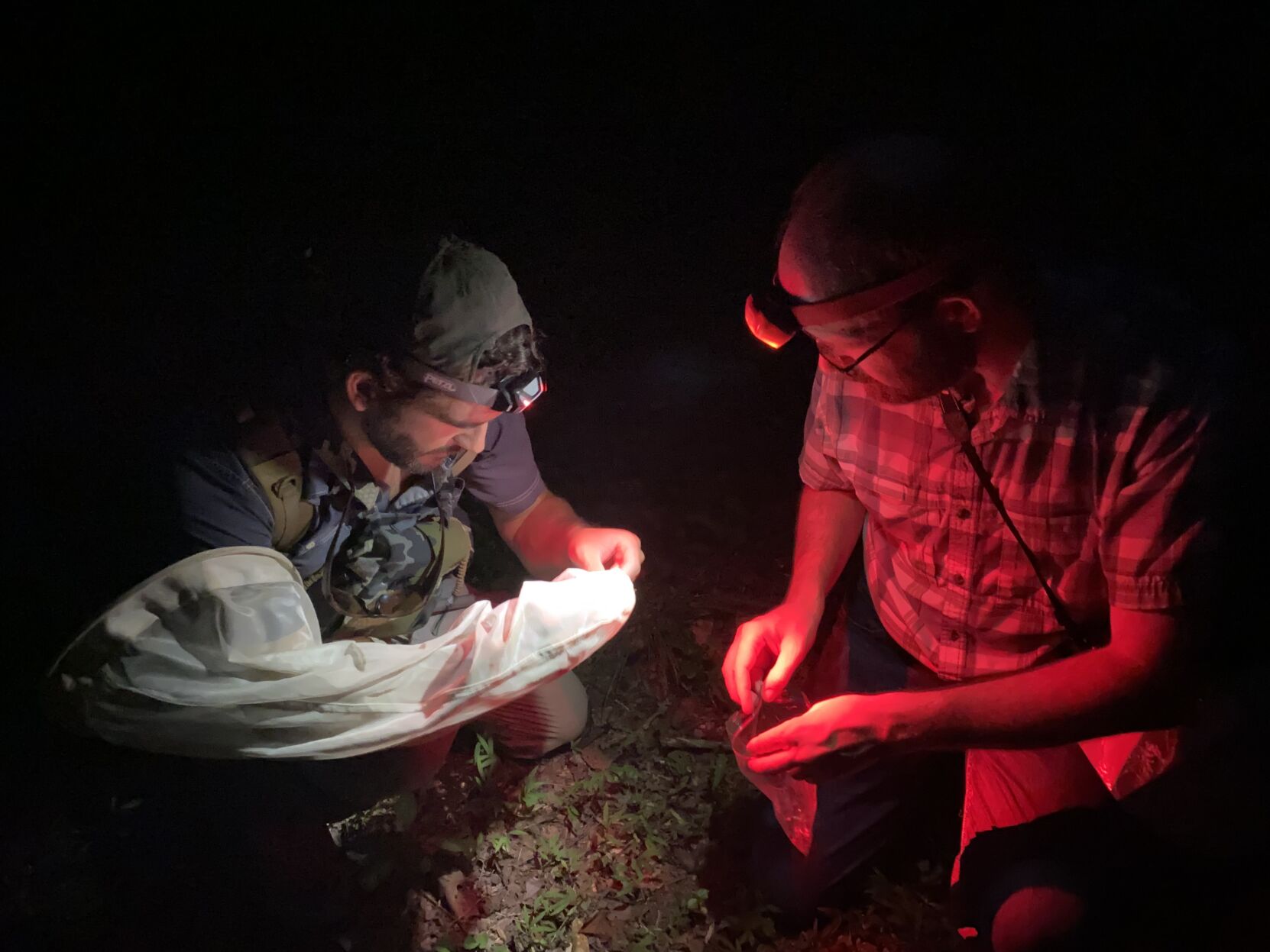 How researchers find rare fireflies in Spartanburg SC
