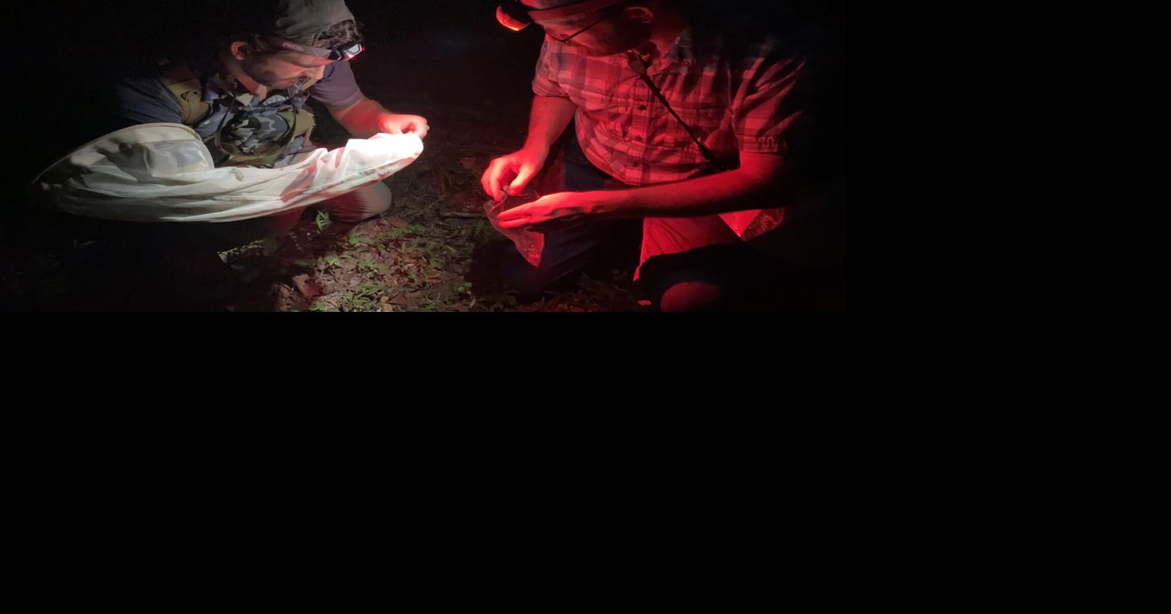Little imps and Loopy Fives: Chasing rare fireflies through the Carolina night