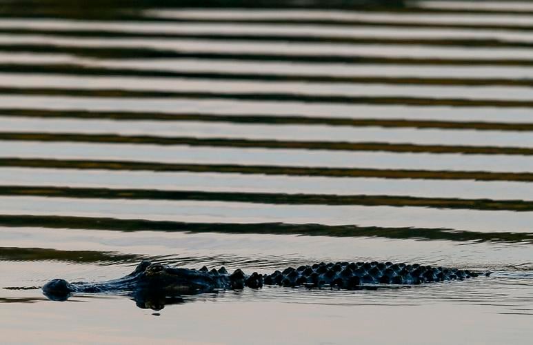 Lottery for SC alligator hunting permits begins June 1, but only