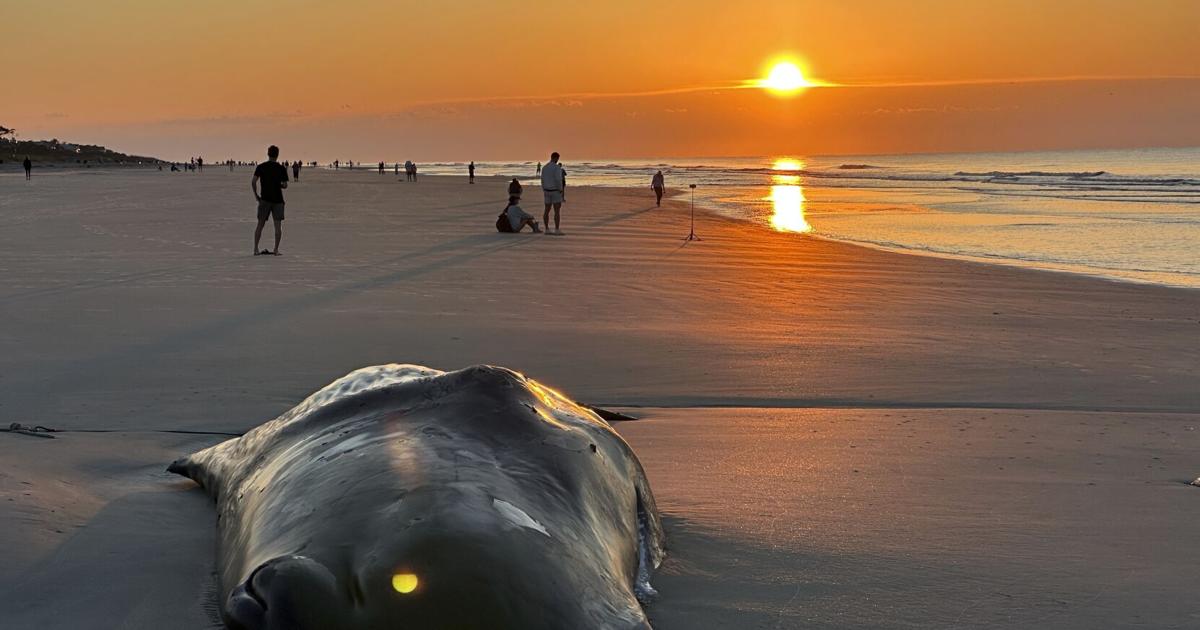 Beached Hilton Head whale may have been starving. Scientists are searching ...