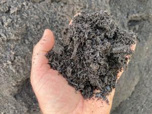 Gardening column: Charleston county's best compost has gone to the bees