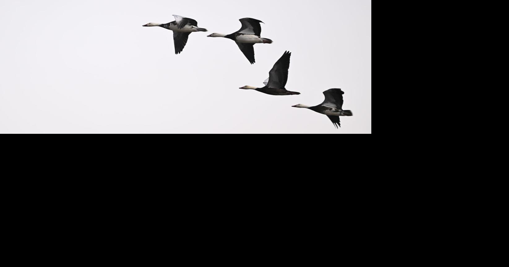 Weihnachten lockt Vogelbeobachter in South Carolina auf die Straßen und in ...