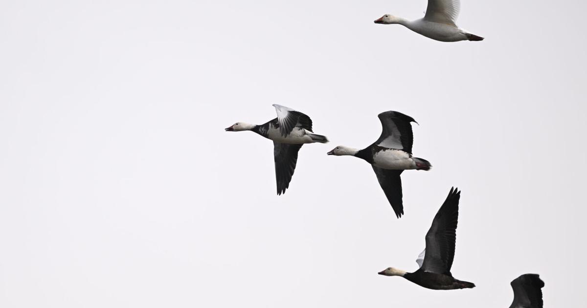 Weihnachten lockt Vogelbeobachter in South Carolina auf die Straßen und in ...